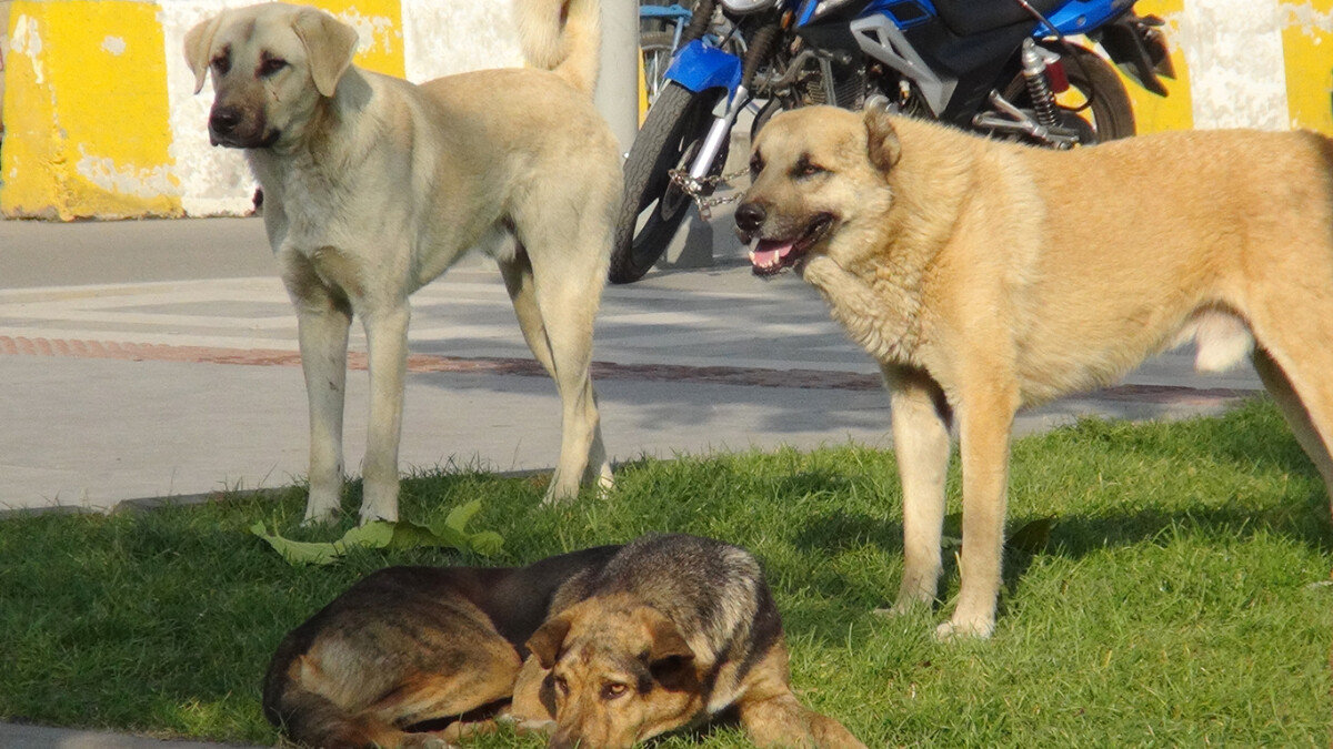 Başıboş sokak köpeği sorunu şimdi de Ordu’da ortaya çıktı