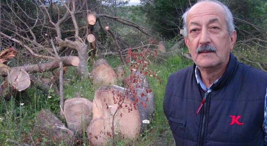 Kocaeli’nde ilginç hırsızlık! 150 yıllık çınar ağaçlarını çaldılar