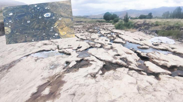 ‘Van Gölü’ne geri dönemezler’